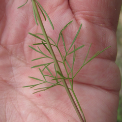 Spermolepis inermis