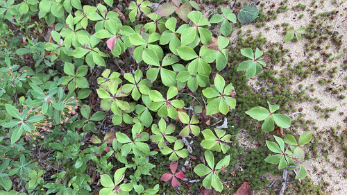 Canadian bunchberry