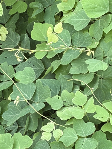kudzu