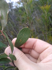 Hakea laevipes laevipes