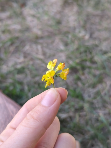 bird's-foot trefoil