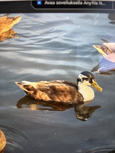 Domestic Mallard