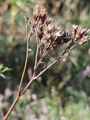 Jacobaea adonidifolia, photograph author not stated, no rights reserved
