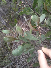 Hakea laevipes laevipes