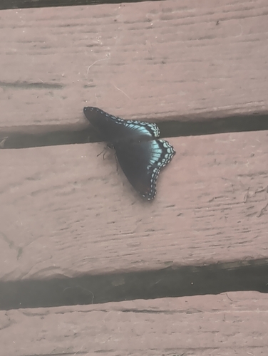 Red-spotted Purple
