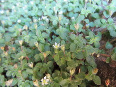 Crassula peculiaris