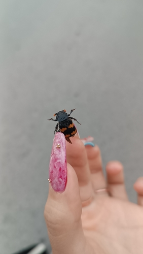 Lesser Vespillo Burying Beetle