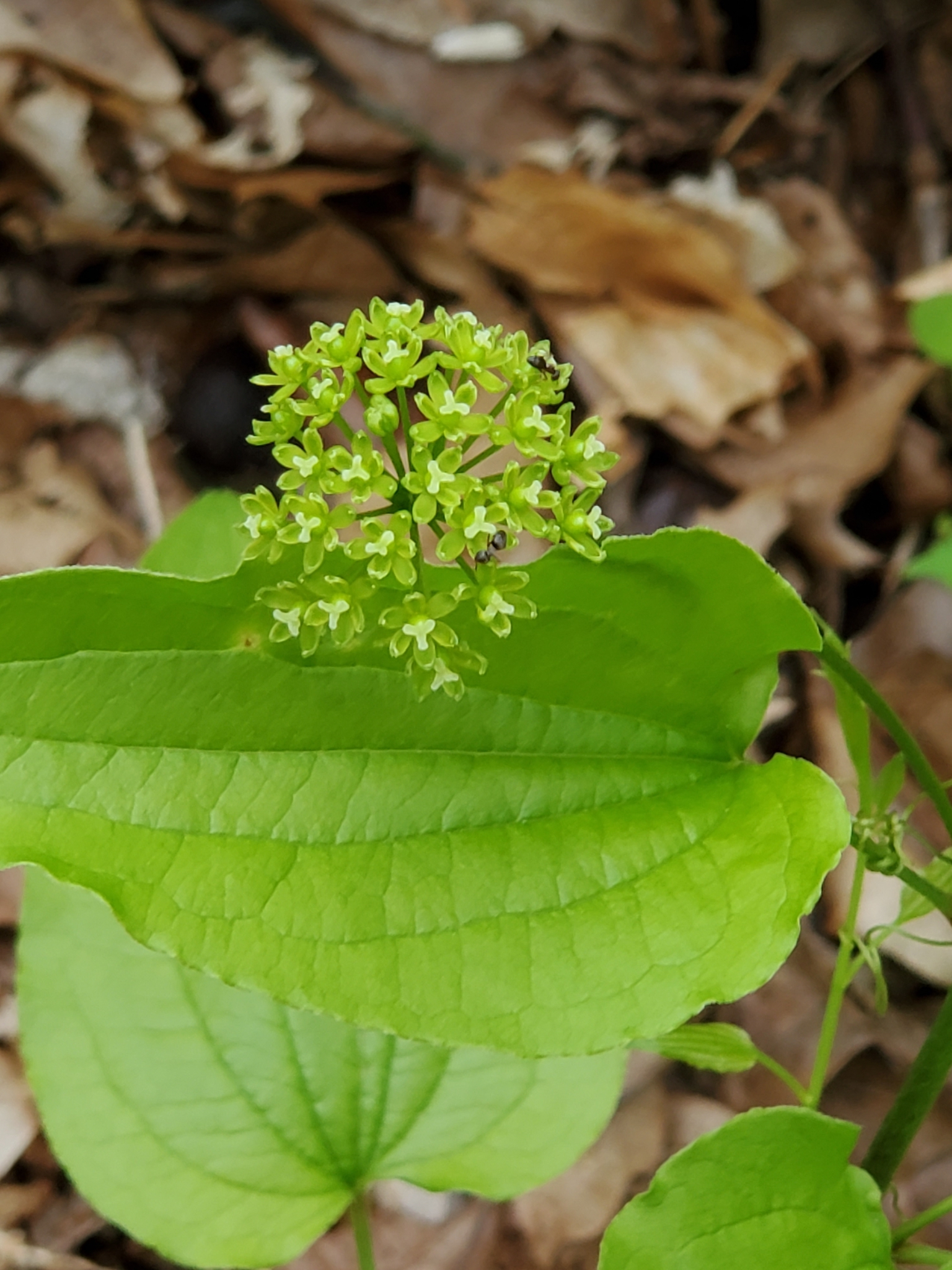Smilax pulverulenta