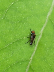 Diptera
