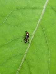 Diptera