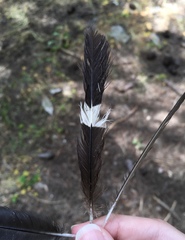 Upupa epops