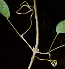 Pachyptera