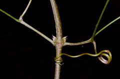 Pachyptera