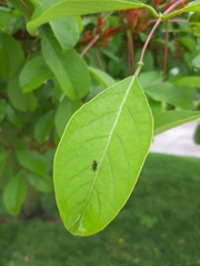 Diptera