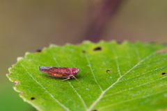 Idiodonus cruentatus