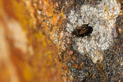 Trapezonotus arenarius