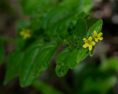 Lithospermum tuberosum