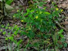 Lithospermum tuberosum