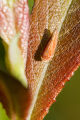 Idiodonus cruentatus