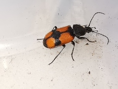 Panagaeus cruxmajor