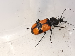 Panagaeus cruxmajor