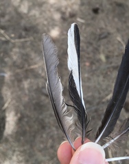 Fringilla coelebs