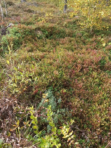 bog bilberry