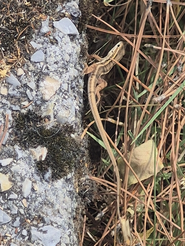 Ophisops elegans macrodactylus