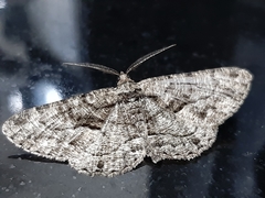 Geometridae