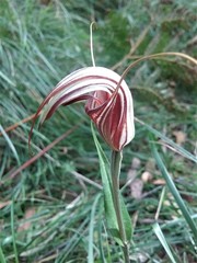 Pterostylis coccina
