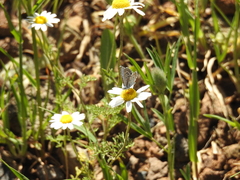 Pseudophilotes vicrama