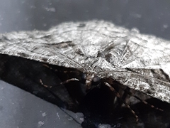 Geometridae