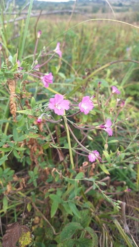 Great Willowherb