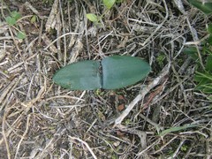 Haemanthus