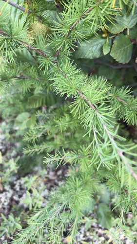 tamarack