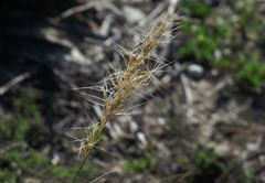 Aristida junciformis