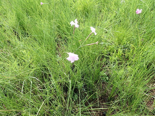 Image of Dianthus zeyheri by no rights reserved