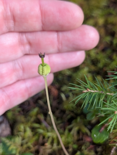 One-flowered Wintergreen