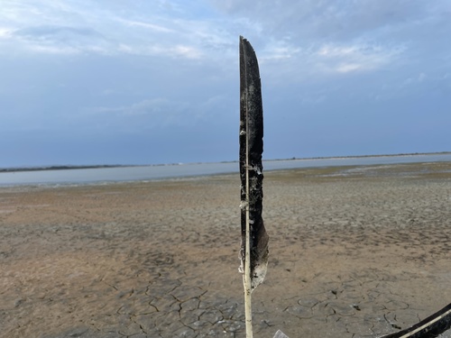 Plume de Pélican blanc