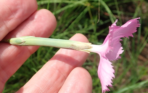 Image of Dianthus zeyheri by no rights reserved