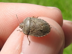 Hymenarcys nervosa