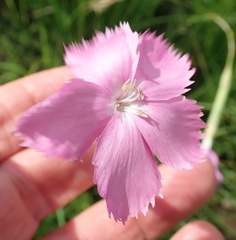 Dianthus zeyheri