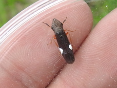 Homalodisca insolita