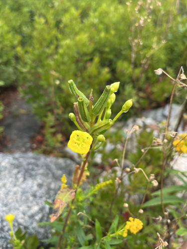 northern evening-primrose