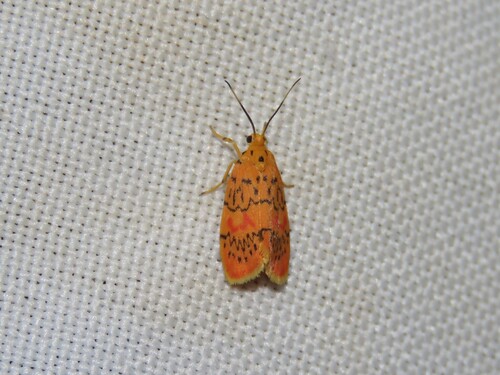Barsinella mirabilis