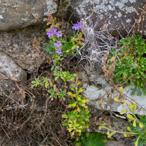 Erinus alpinus, photograph 2