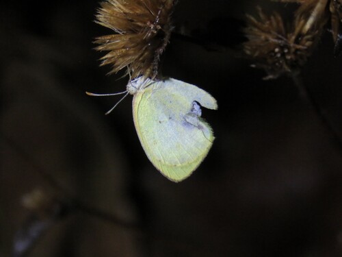 Eurema elathea flavescens