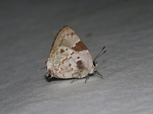 Tmolus cydrara