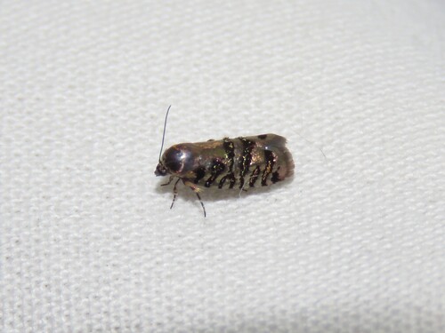 Hoplophractis heptachalca