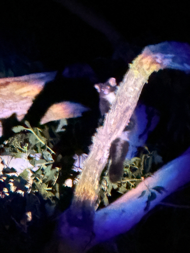 Greater Glider